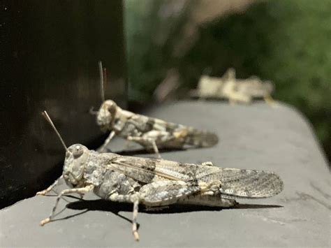 las vegas grasshoppers measuring thickness semi tire|Las Vegas’ grasshopper invasion is so big you can see it on.